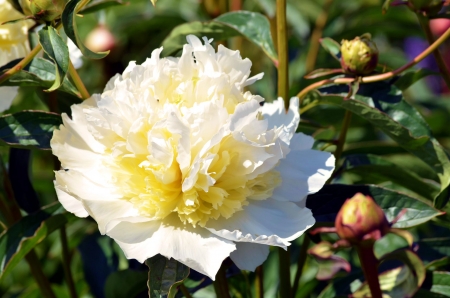 White Peony - blossom, buds, petals, park, leaves