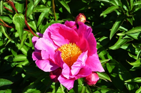 Peony - flower, pink, petals, blossom, leaves, yellow, park