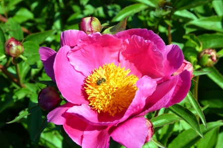 Peony - pink, petals, blossom, leaves, yellow, park