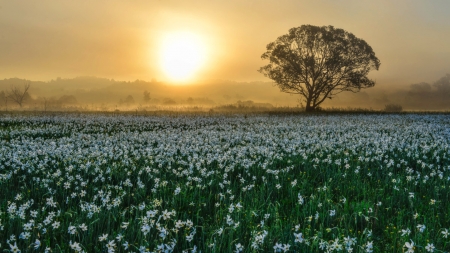 Wonderful Sunset - fields, tree, flowers, sunset