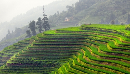 Agriculture in the mountains - agriculture, mountains, gree, amazing