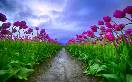 Spring Route - sky, tulips, field, spring, pink, clouds, beautiful, green, flowers