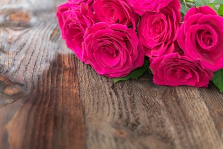 Roses - nature, roses, flower, pink