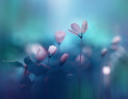 Flowers - nature, flowers, photography, soft