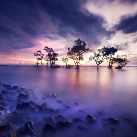 Nature - nature, silhouette, trees, photography