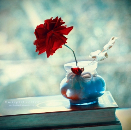 :) - rose, flower, soft, vase