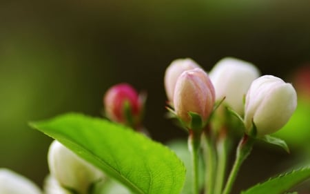 Fresh blossoms - leaves, white, green, pink