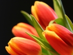 Orange Tulips