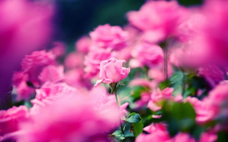 Pink Roses - love, roses, rose, nature, pink, leaves, green, flowers, flower