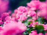 Pink Roses