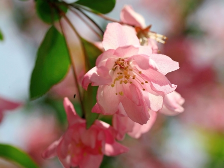 Amazing flowers - leaves, green, love, peach