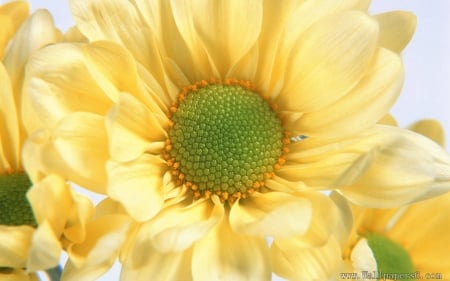 Love - flowers, yellow, life, leaves