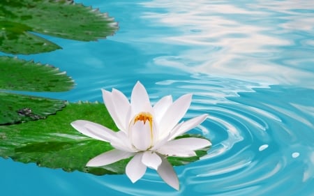 White LOTUS - white, water, flowers, life