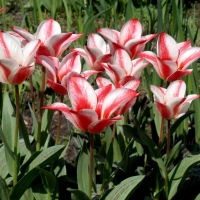 ~ Tulips In Bloom ~