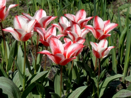 ~ Tulips In Bloom ~ - tulips, flowers, bloom, petals