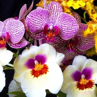 Lovely Orchids