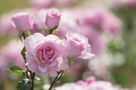 Garden Rose - leaves, blossom, buds, petals