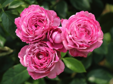 Pink Roses - leaves, blossoms, garden, petals