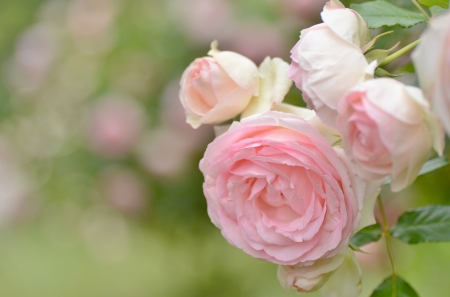 Rose Garden - blossoms, buds, flower, petals, leaves