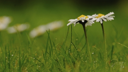 Daisies - blossoms, meadow, petals, summer