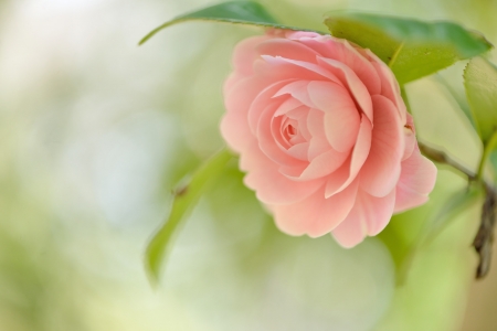 Pink Rose - petals, blossom, leaves, garden