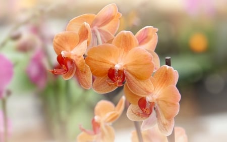 Orchid - blossoms, petals, colors, exotic