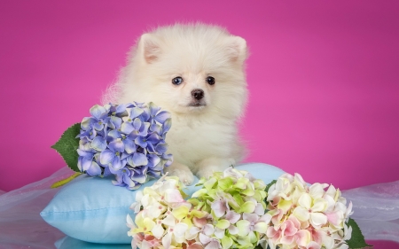 Puppy - puppy, fluffy, white, spitz, pink, blue, sweet, cute, flower