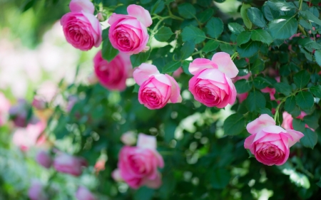 Roses - summer, green, rose, flower, pink