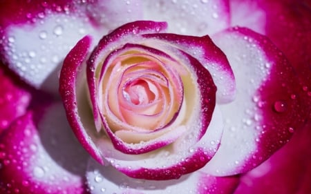 Rose - white, flower, rose, pink, macro