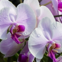 Orchids