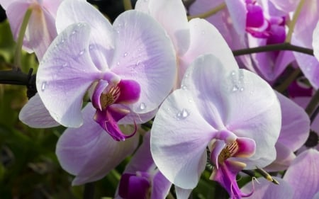 Orchids - white, orchid, flower, pink