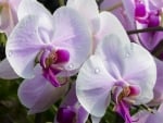 Orchids