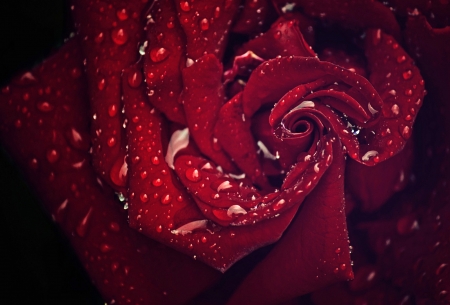 Rose - water drops, red, macro, rose, flower