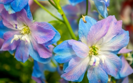 Delphinium - blue, green, flower, pink, delphinium