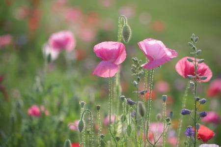 Pink Poppies - field, buds, blossoms, petals