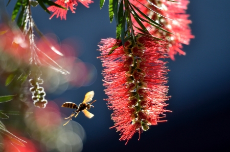 Callistemon - wasp, flower, blossom, garden