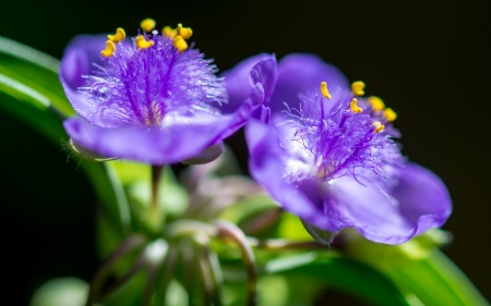 Purple flowers - tradescantia, purple, green, black, flower