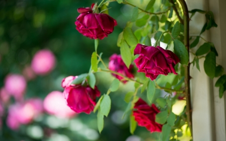 Roses - summer, red, green, rose, flower