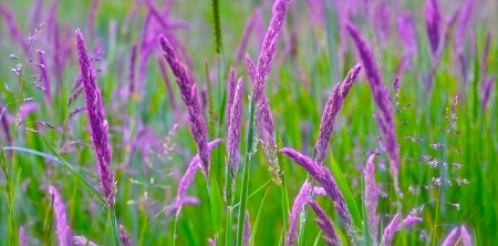 Purple - flower, purple, pink, field, green