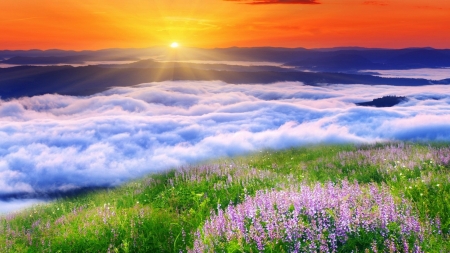 Clouds over the valley - valley, flowers, sunrise, clouds