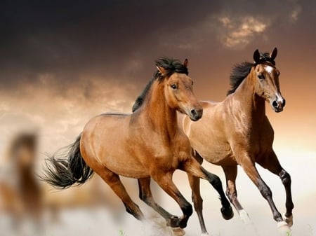 horses - black, sand, sky, brown