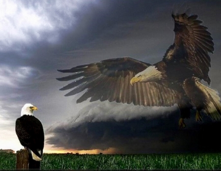 Eagle - spirit, cloudy, grass, bird