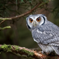 GREY OWL