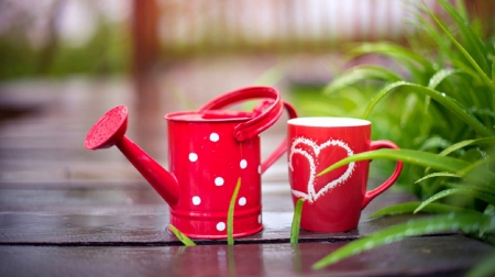 Garden - garden, red, photography, cute, cup