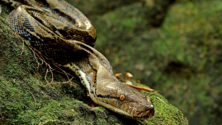 Asiatic Reticulated Python F1 - wildlife, wide screen, photography, constrictor, snake, animal, python, reptile, photo