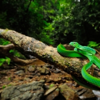 Oriental Whip Snake