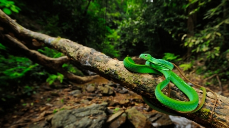 Oriental Whip Snake - snake, photography, photo, wide screen, oriental, animal, reptile, whip snake, wildlife