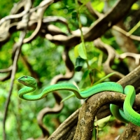 Asian Whip Snake