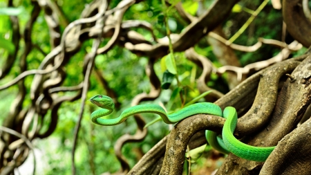 Asian Whip Snake - wildlife, wide screen, animal, photo, snake, oriental, reptile, photography, whip snake, asian