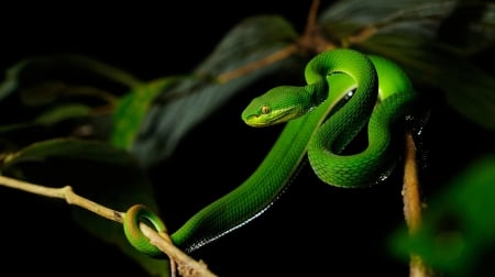 White-lipped Vipor 1 - poisonous, snake, venomous, photography, vipor, photo, wide screen, animal, reptile, wildlife